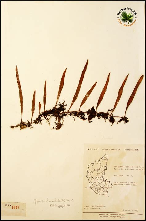 Herbarium JCB