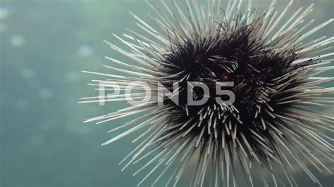 Sea Urchins Mouth