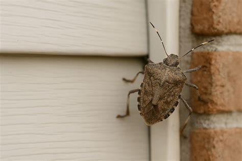 Stink Bugs Invading Maryland Homes: What Every Frederick Homeowner ...