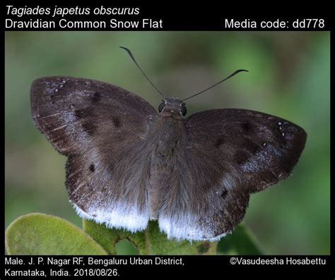 Tagiades japetus | Butterfly