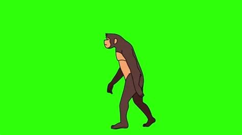 Image result for Evolution Animation