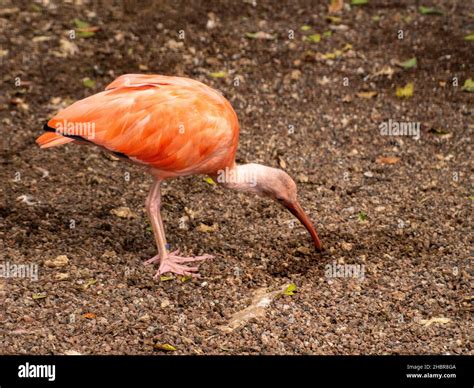 animals and birds at rancho Texas Lanzarote Stock Photo - Alamy