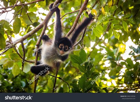 Spider Monkeys Habitat