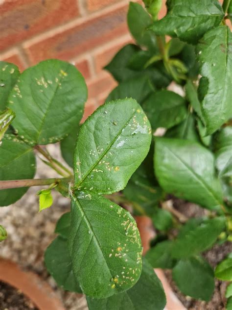 Rose Plant Leaves : r/GardeningUK