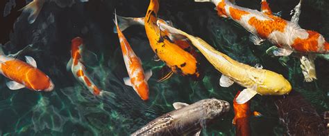 Image result for Heritable Variation