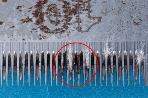 Image result for How to Clean Rust Off Clipper