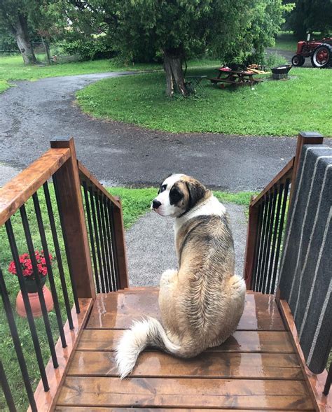 Siberian Husky Saint Bernard Mix (Saint Berhusky) Full Guide