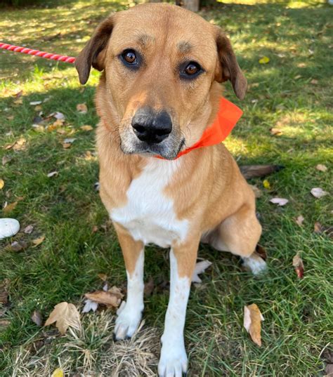 Meet a Few of Our Blood Donor Heroes - Jefferson Animal Hospital