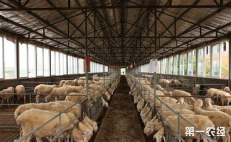 养羊的技术和管理方法 —【发财农业网】
