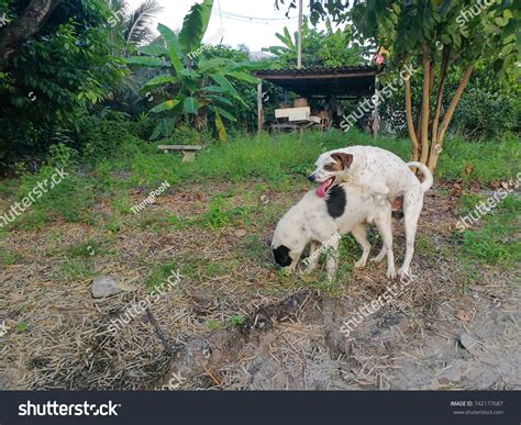 Two Dog Making Love Sex Mating Stock Photo (Edit Now) 742177687