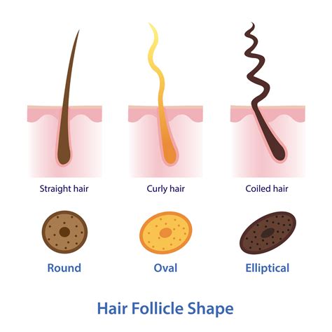Hair Strand Diagram