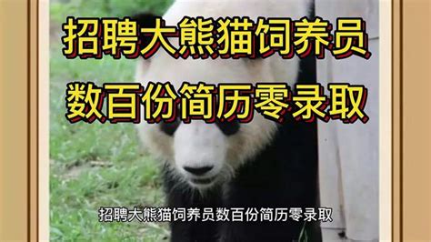 招聘大熊猫饲养员数百份简历零录取，对专业性情观察力有较高要求-动物视频-搜狐视频