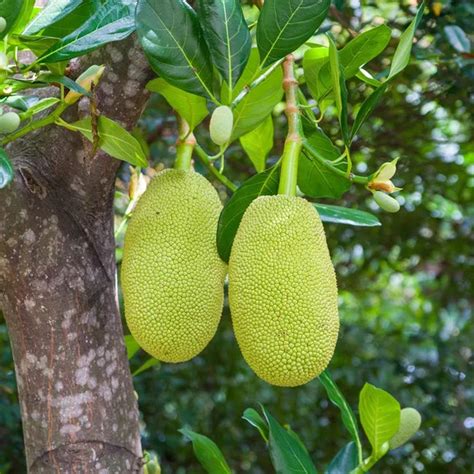 Buy Grafted Jackfruit Plant - Fanas, Kathal Online