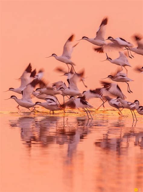 上万候鸟迁徙成美景 -环保频道