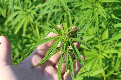 Proposed Texas Ban On Hemp-Derived THC Dies As Lawmakers Fail To Reach ...