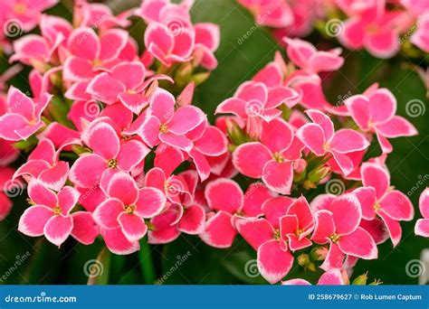 Bicolor Kalanchoa Flor Hisfeldiana Hibrido Flor Rosa Imagen de archivo - Imagen de flor, rosa ...