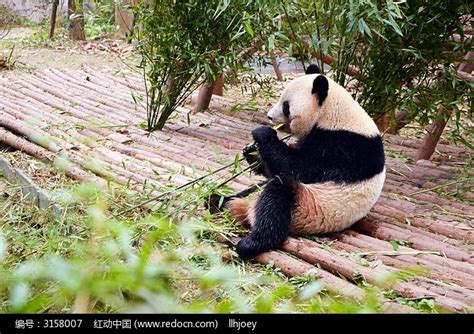 熊猫吃竹叶摄影图__国内旅游_旅游摄影_摄影图库_昵图网nipic.com