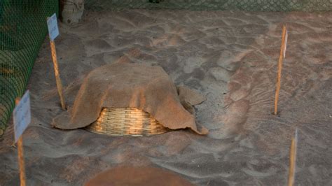 Anjarle Turtle Festival