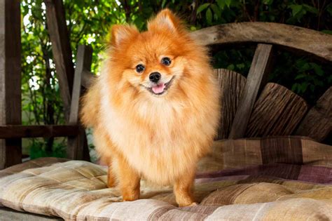 30 Fluffy Dog Breeds (Big and Small)