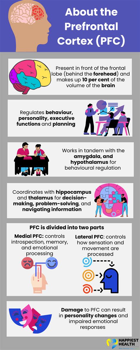 Image result for Brain Prefrontal Cortex