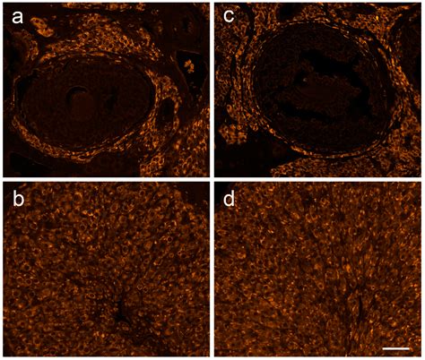 Rat Ovarian Function Is Impaired during Experimental Autoimmune ...