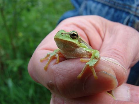 Eastern Tree Frog 的图像结果