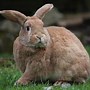 Image result for Free Stock Photo Images Bunnies