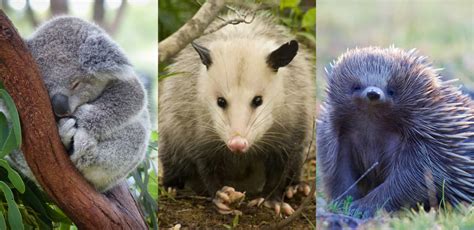 The laziest animals on the planet, and their hilarious quirks