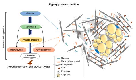 Advanced Glycation End Products Effects on Adipocyte Niche Stiffness ...