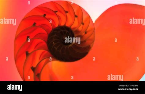 Image result for Tortoishell Split Mod