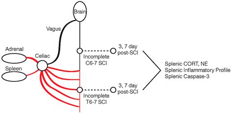 Spinal Cord Injury Level C6