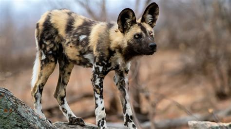 African Wild Dog Fact Sheet | Blog | Nature | PBS