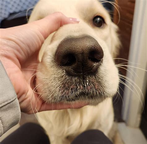 Red spots on upper lip : r/goldenretrievers