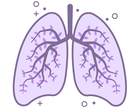 Lung Detox | Detoxify Your Lungs From Pollution & Smoke – Meadbery