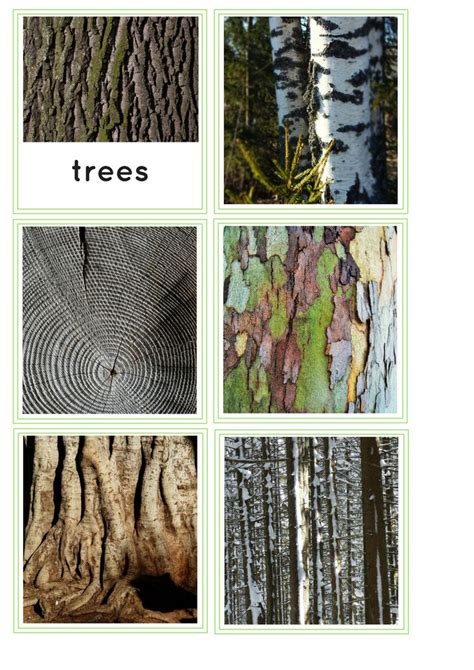 Image result for Patterns in Nature