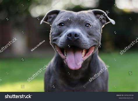 Blue Bull Terrier