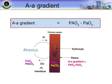 Image result for Normal PaO2