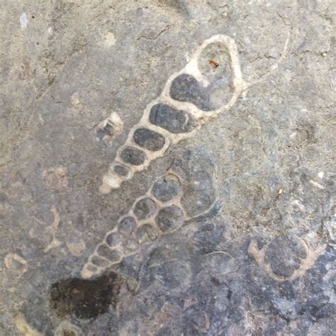 Sea Shell Fossils | Sea shells, Fossils, Sea floor