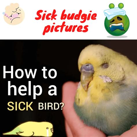 Sick Parakeet 的图像结果