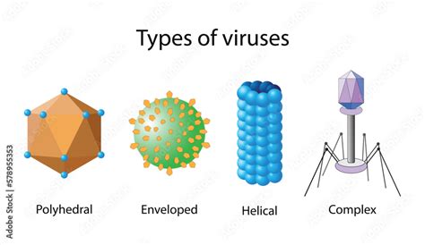 Image result for Virus Types