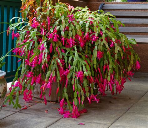 Guide on Propagating Christmas Cactus for Exotic Blooms