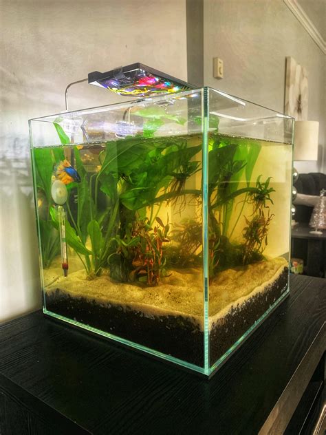 Apple Cube Fish Tank AIO Build 12 Gallon Nano Cube DX Build