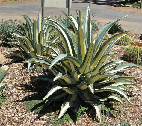 Agave americana medio picta alba – Artofit
