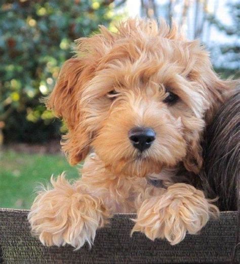 Image result for Cockapoo Apricot Color