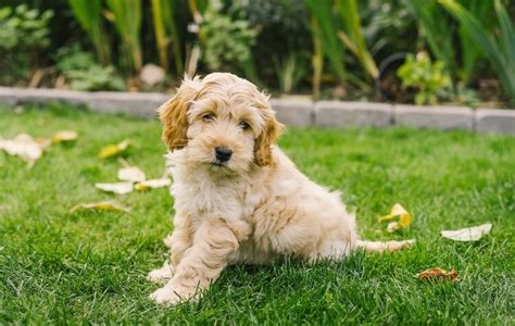 Image result for Dogs 101 Cockapoo