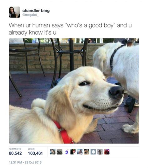 23 funny pictures from Twitter - BreakBrunch