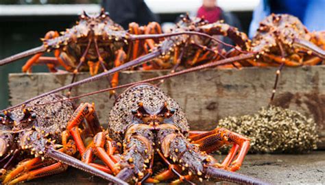 14 New Zealand Cuisines One Must Try On Their Trip In 2026