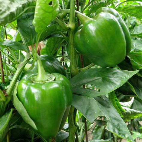 Bonnie Plants 1.0 -Pack Green Bell Pepper Plant in Pot in the Vegetable ...