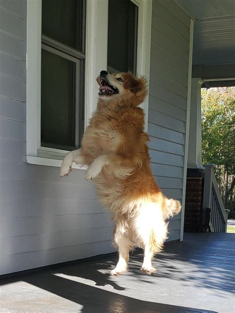 He's so happy, he defied gravity! : r/Incorgnito