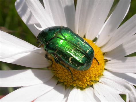 A rose chafer by any other name | Sussex Wildlife Trust